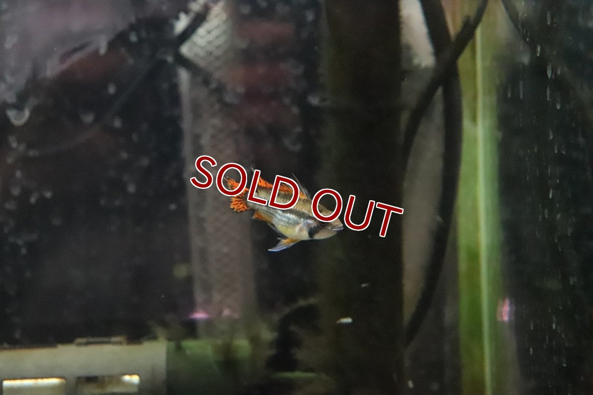 画像2: 【淡水魚】【通販】アピストグラマ カカトイデス ダブルレッド【１ペア サンプル画像】(アピストグラマ)(生体)(淡水)ＮＫAP (2)