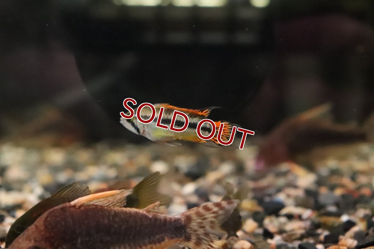 画像4: 【淡水魚】【通販】アピストグラマ カカトイデス ダブルレッド【１ペア サンプル画像】(アピストグラマ)(生体)(淡水)ＮＫAP (4)