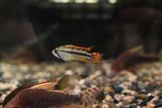 画像4: 【淡水魚】【通販】アピストグラマ カカトイデス ダブルレッド【１ペア サンプル画像】(アピストグラマ)(生体)(淡水)ＮＫAP (4)