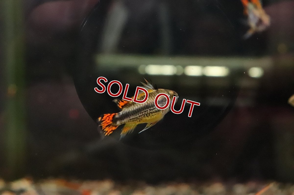 画像6: 【淡水魚】【通販】アピストグラマ カカトイデス ダブルレッド【１ペア サンプル画像】(アピストグラマ)(生体)(淡水)ＮＫAP (6)