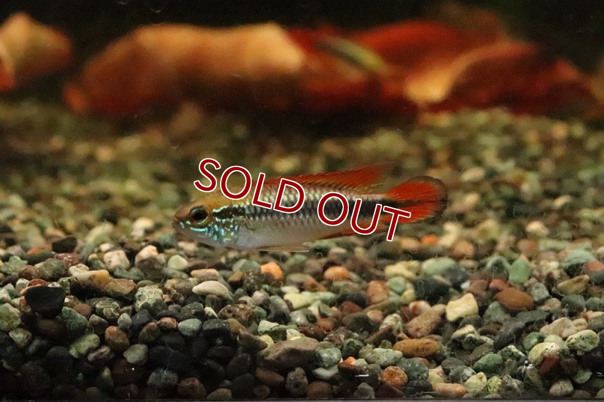 画像2: 【ウィンターセール 10％OFF対象商品】【淡水魚】【通販】アピストグラマ アガシジィ ダブルレッド【１ペア サンプル画像】(アピストグラマ)(生体)(淡水)ＮＫAP (2)