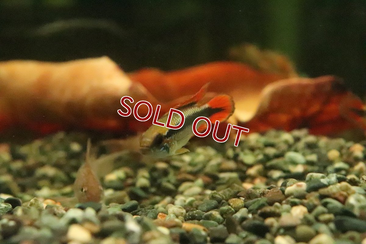 画像3: 【ウィンターセール 10％OFF対象商品】【淡水魚】【通販】アピストグラマ アガシジィ ダブルレッド【１ペア サンプル画像】(アピストグラマ)(生体)(淡水)ＮＫAP (3)