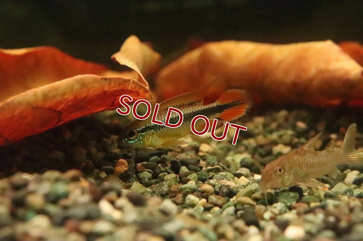 画像4: 【ウィンターセール 10％OFF対象商品】【淡水魚】【通販】アピストグラマ アガシジィ ダブルレッド【１ペア サンプル画像】(アピストグラマ)(生体)(淡水)ＮＫAP (4)