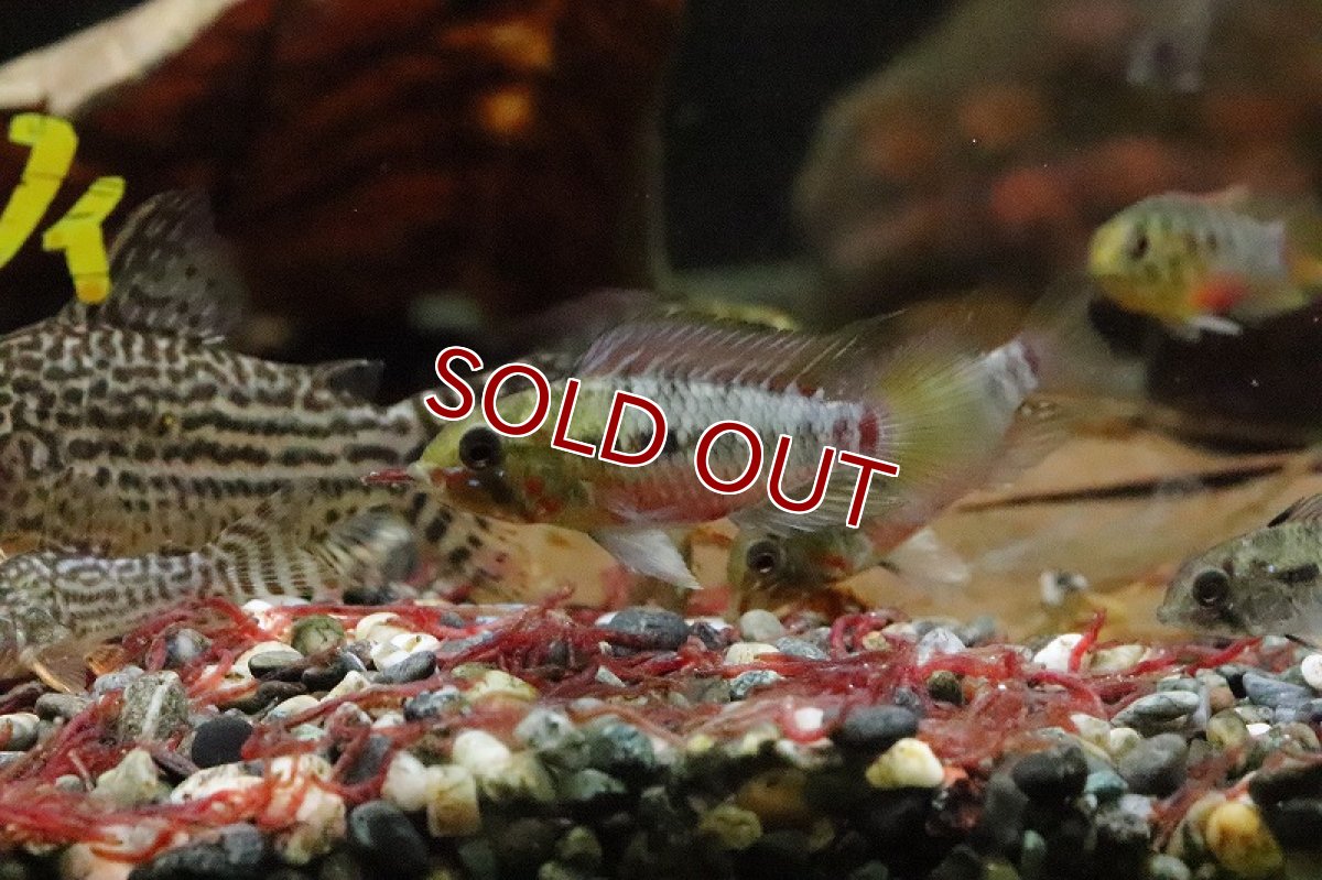 画像2: 【淡水魚】【通販】アピストグラマ ホングスロイ スーパーレッド【１ペア サンプル画像】(アピストグラマ)(生体)(淡水)ＮＫAP (2)