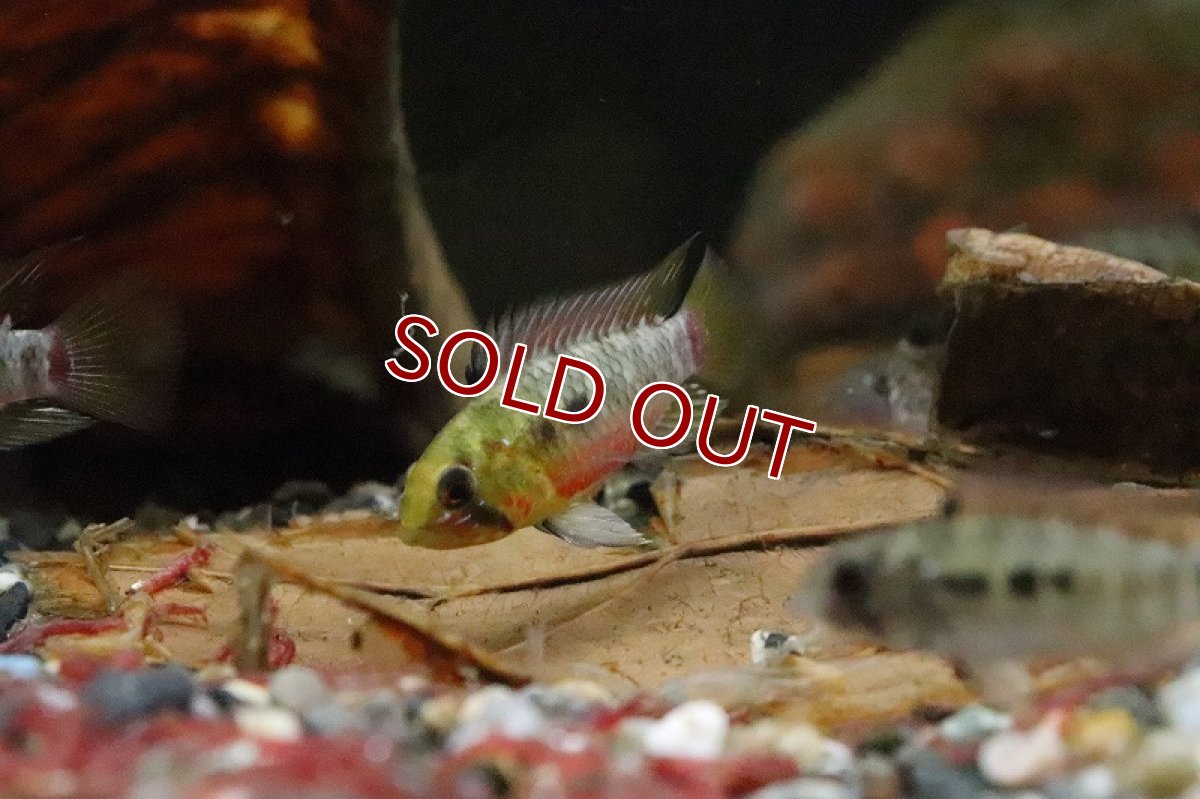 画像3: 【淡水魚】【通販】アピストグラマ ホングスロイ スーパーレッド【１ペア サンプル画像】(アピストグラマ)(生体)(淡水)ＮＫAP (3)