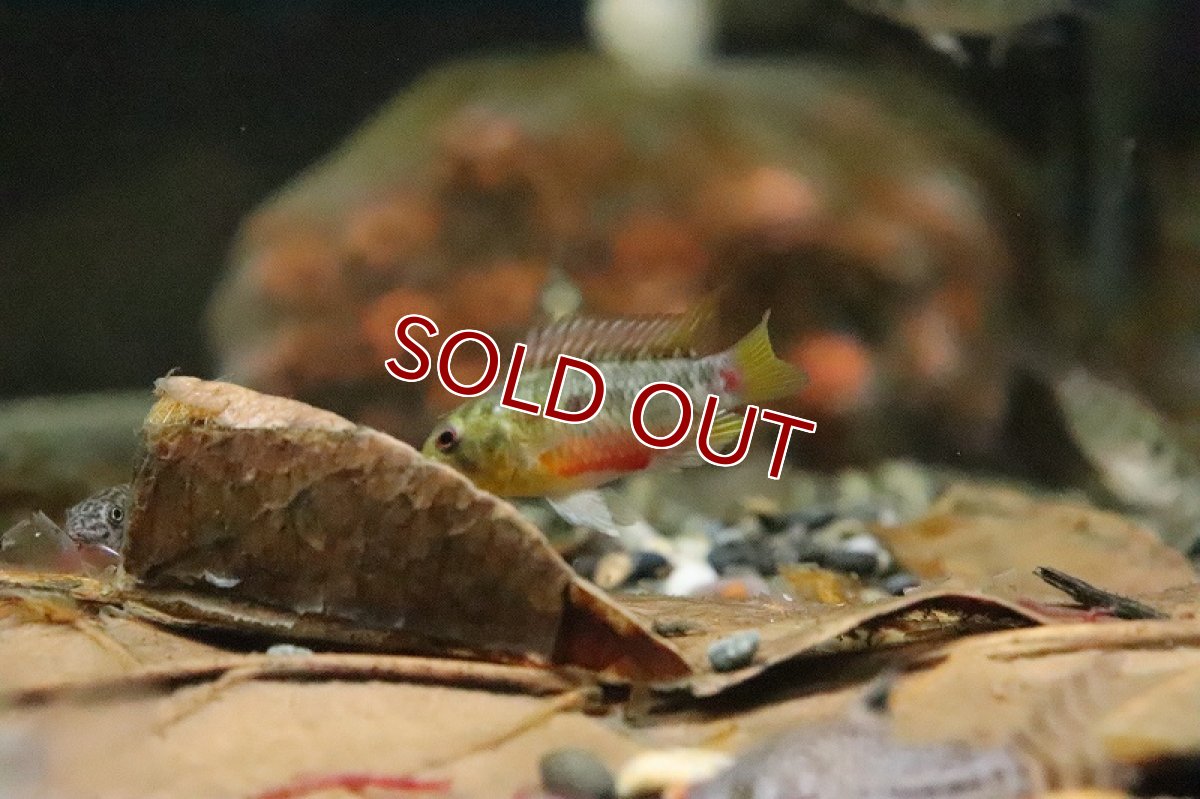 画像4: 【淡水魚】【通販】アピストグラマ ホングスロイ スーパーレッド【１ペア サンプル画像】(アピストグラマ)(生体)(淡水)ＮＫAP (4)