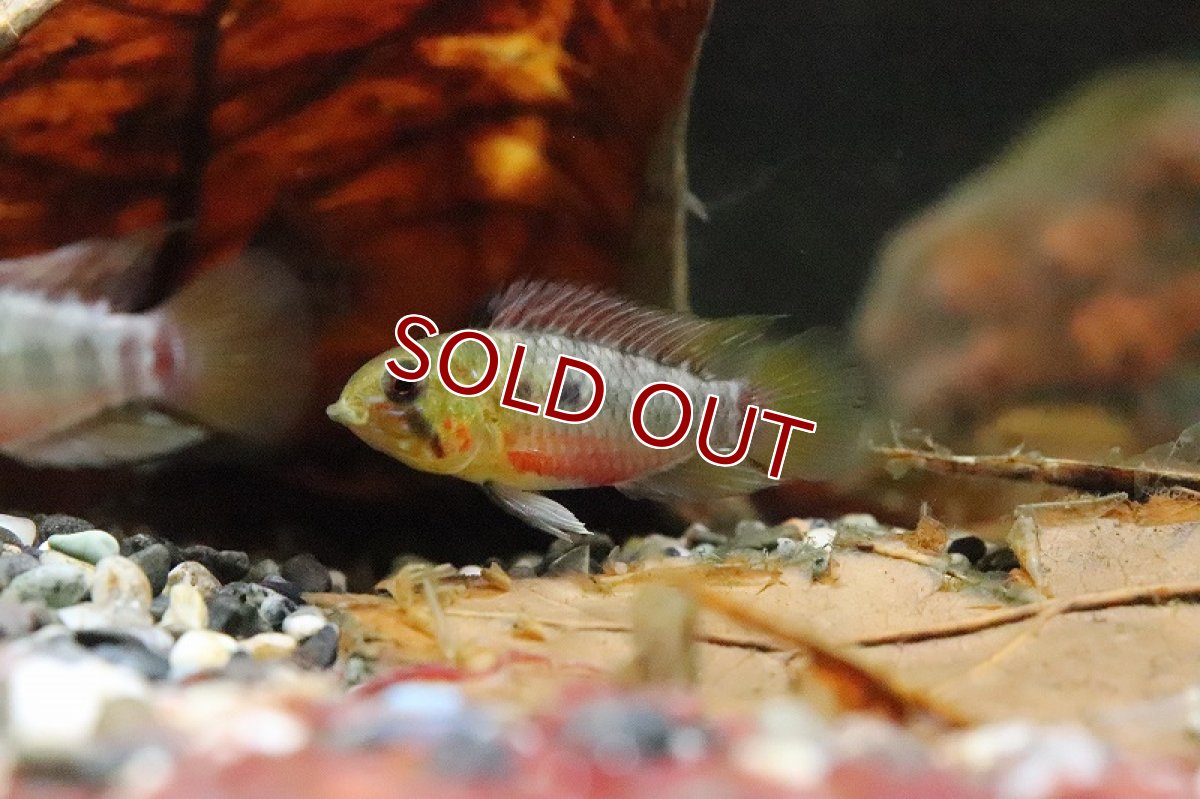 画像6: 【淡水魚】【通販】アピストグラマ ホングスロイ スーパーレッド【１ペア サンプル画像】(アピストグラマ)(生体)(淡水)ＮＫAP (6)