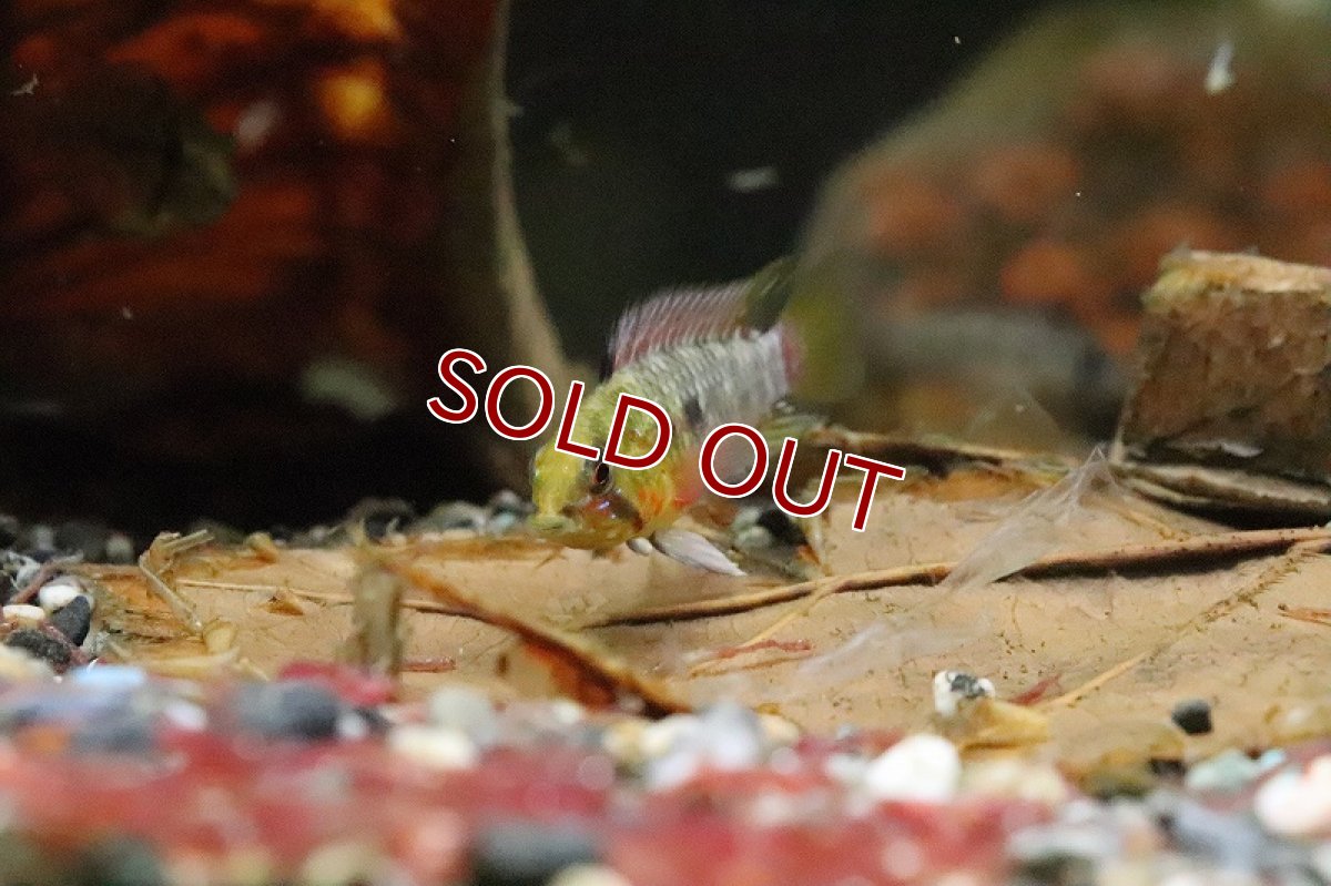 画像8: 【淡水魚】【通販】アピストグラマ ホングスロイ スーパーレッド【１ペア サンプル画像】(アピストグラマ)(生体)(淡水)ＮＫAP (8)