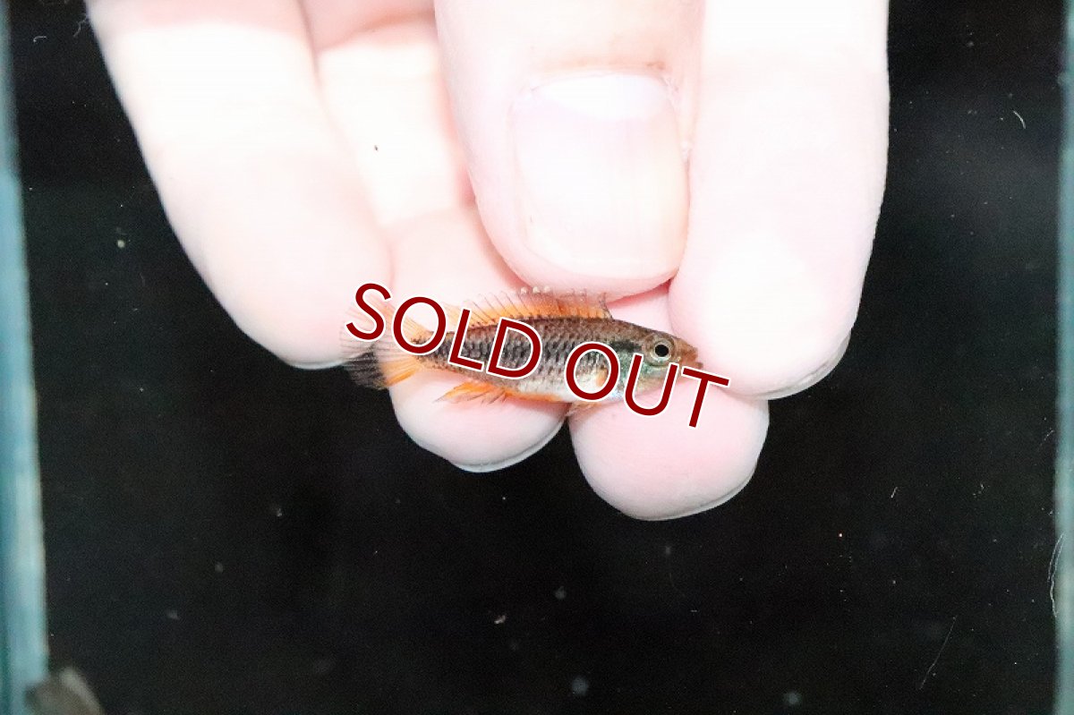 画像2: 【淡水魚】激安 メス個体 アピストグラマ ブルーフレーム【１匹 サンプル画像】(アピストグラマ)(生体)(熱帯魚)NKAP (2)