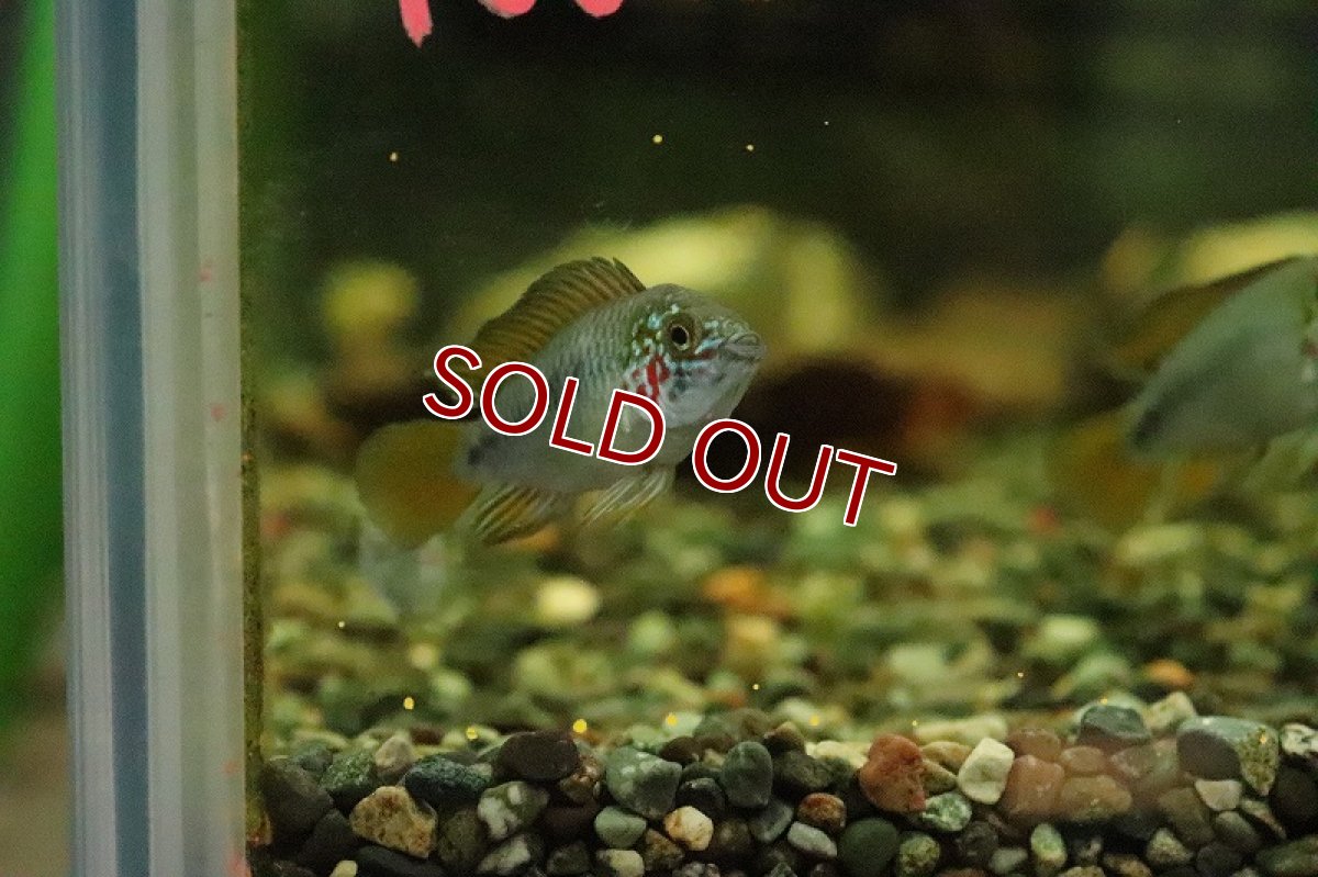 画像3: 【淡水魚】【通販】アピストグラマ ボレリーレッドマスク【1ペア サンプル画像】(アピストグラマ)(生体)(熱帯魚)NKAP (3)