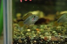 画像3: 【淡水魚】【通販】アピストグラマ ボレリーレッドマスク【1ペア サンプル画像】(アピストグラマ)(生体)(熱帯魚)NKAP (3)