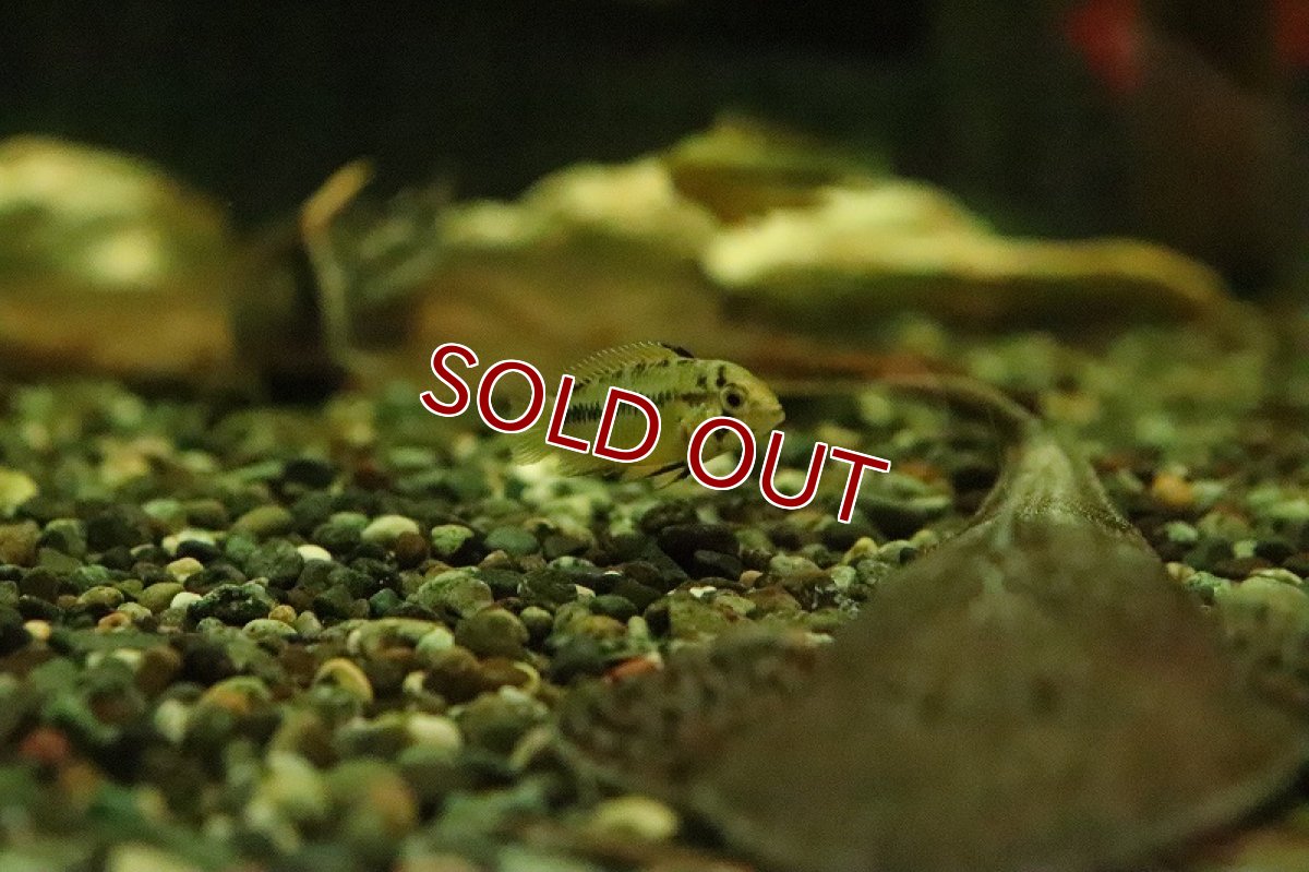 画像4: 【淡水魚】【通販】アピストグラマ ボレリーレッドマスク【1ペア サンプル画像】(アピストグラマ)(生体)(熱帯魚)NKAP (4)