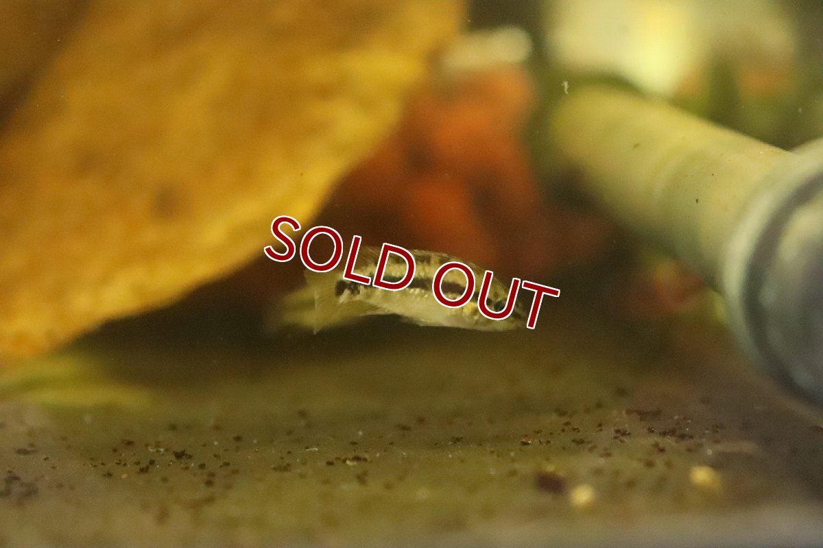 画像2: 【淡水魚】激安 アピストグラマ sp ギガス グランデリィ【１匹 サンプル画像】(Sサイズ)(アピストグラマ)(生体)(熱帯魚)NKAP (2)