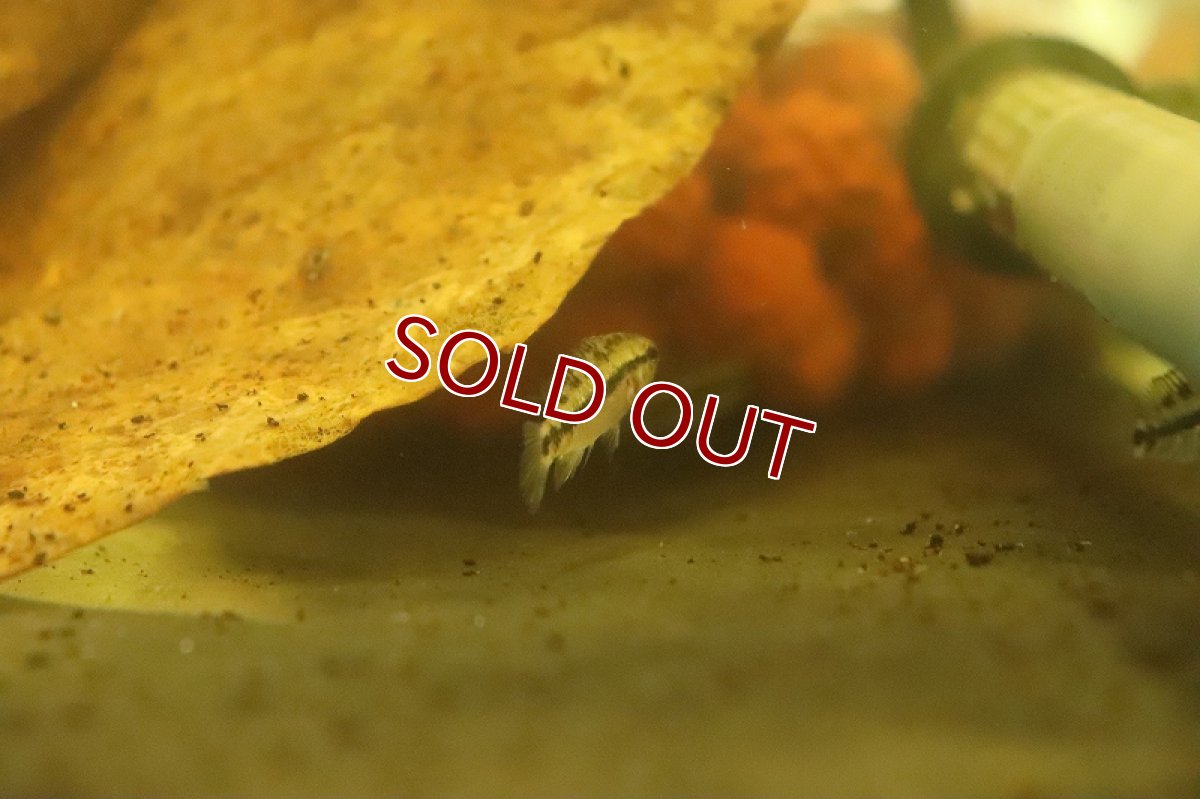 画像3: 【淡水魚】激安 アピストグラマ sp ギガス グランデリィ【１匹 サンプル画像】(Sサイズ)(アピストグラマ)(生体)(熱帯魚)NKAP (3)