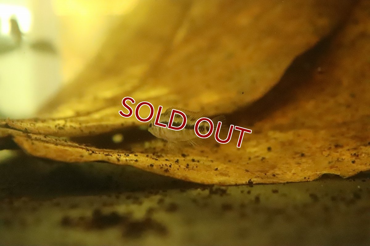 画像4: 【淡水魚】激安 アピストグラマ sp ギガス グランデリィ【１匹 サンプル画像】(Sサイズ)(アピストグラマ)(生体)(熱帯魚)NKAP (4)