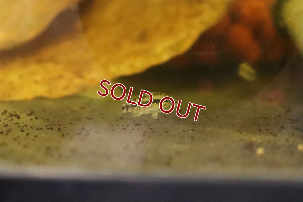 画像5: 【淡水魚】激安 アピストグラマ sp ギガス グランデリィ【１匹 サンプル画像】(Sサイズ)(アピストグラマ)(生体)(熱帯魚)NKAP (5)