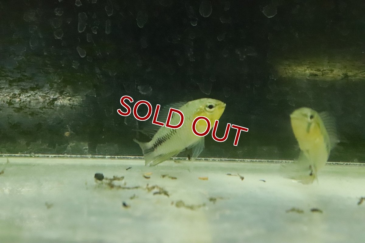 画像2: 【淡水魚】【通販】アピストグラマ ボレリーオパール【1ペア サンプル画像】(アピストグラマ)(生体)(熱帯魚)NKAP (2)