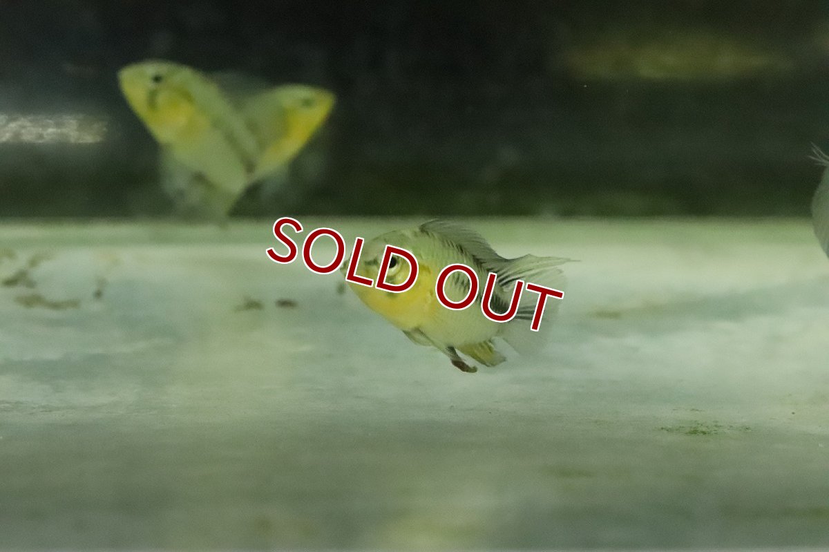 画像3: 【淡水魚】【通販】アピストグラマ ボレリーオパール【1ペア サンプル画像】(アピストグラマ)(生体)(熱帯魚)NKAP (3)