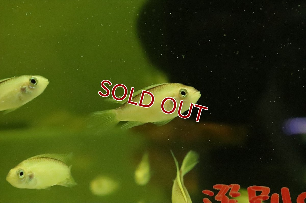 画像2: 【淡水魚】【通販】オス個体 アピストグラマ アガシジィ ゴールデン【１匹 サンプル画像】(アピストグラマ)(生体)(熱帯魚)NKAP (2)