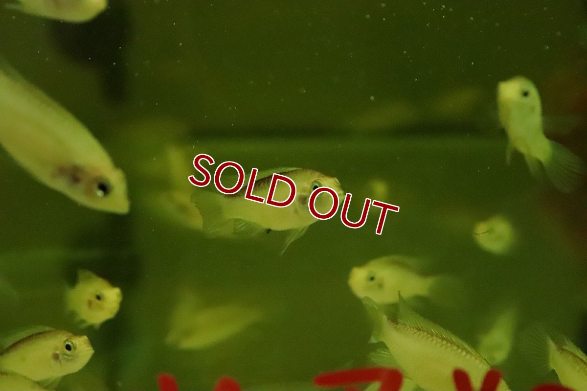 画像3: 【淡水魚】【通販】オス個体 アピストグラマ アガシジィ ゴールデン【１匹 サンプル画像】(アピストグラマ)(生体)(熱帯魚)NKAP (3)