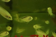 画像3: 【淡水魚】【通販】アピストグラマ アガシジィ ゴールデン【1ペア サンプル画像】(アピストグラマ)(生体)(熱帯魚)NKAP (3)