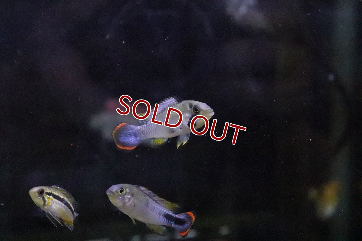 画像2: 【淡水魚】アピストグラマ パンドリニ【1ペア サンプル画像】(アピストグラマ)(生体)(熱帯魚)NKAP (2)