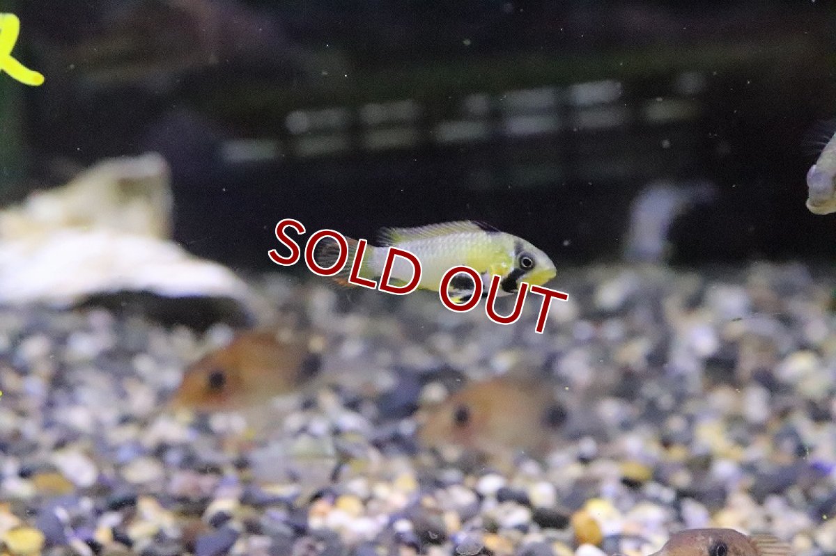 画像3: 【淡水魚】アピストグラマ パンドリニ【1ペア サンプル画像】(アピストグラマ)(生体)(熱帯魚)NKAP (3)