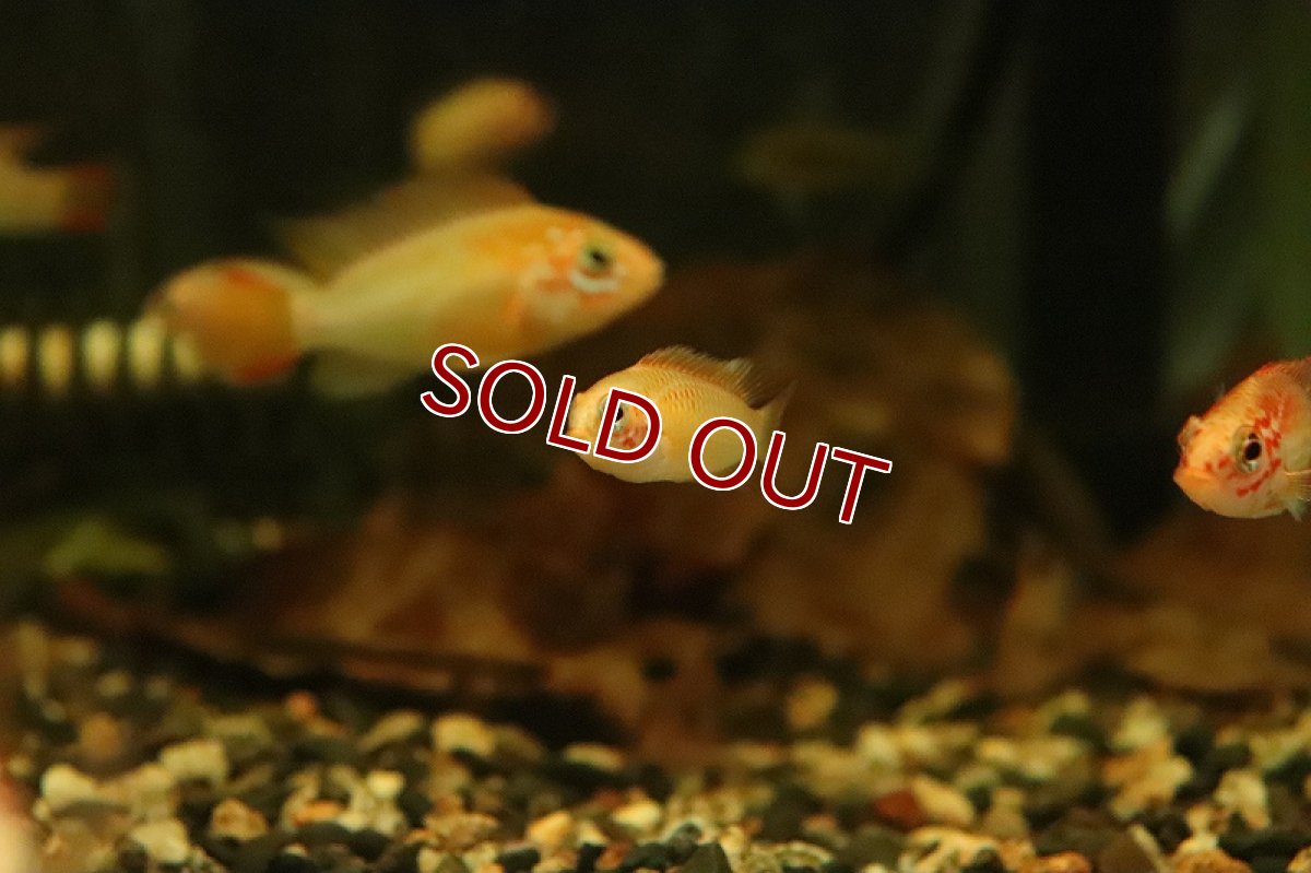 画像3: 【淡水魚】レア種 アピストグラマ ビエジタ ゴールデレッド【1ペア サンプル画像】(アピストグラマ)(生体)(熱帯魚)NKAP (3)