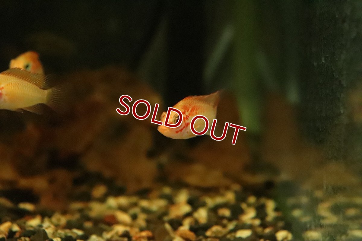 画像4: 【淡水魚】レア種 アピストグラマ ビエジタ ゴールデレッド【1ペア サンプル画像】(アピストグラマ)(生体)(熱帯魚)NKAP (4)