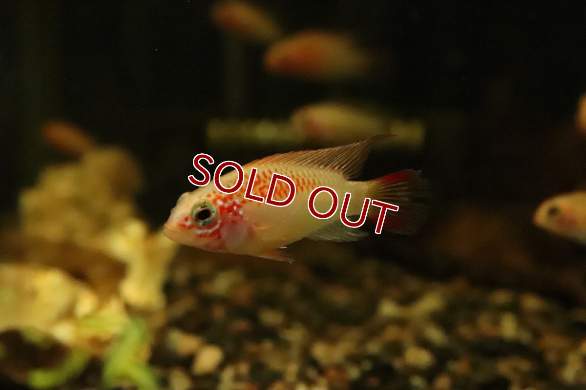 画像5: 【淡水魚】レア種 アピストグラマ ビエジタ ゴールデレッド【1ペア サンプル画像】(アピストグラマ)(生体)(熱帯魚)NKAP (5)