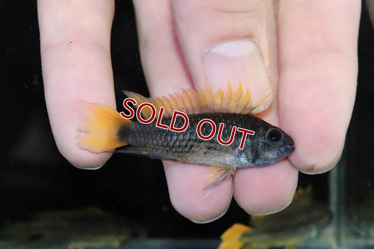 画像2: 【淡水魚】レア種 アピストグラマ カカトオイデス メガオレンジ【1ペア サンプル画像】(アピストグラマ)(生体)(熱帯魚)NKAP (2)