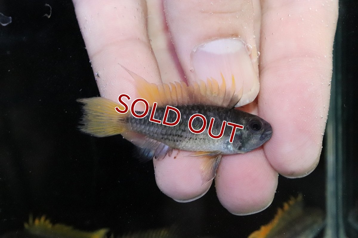 画像3: 【淡水魚】レア種 アピストグラマ カカトオイデス メガオレンジ【1ペア サンプル画像】(アピストグラマ)(生体)(熱帯魚)NKAP (3)