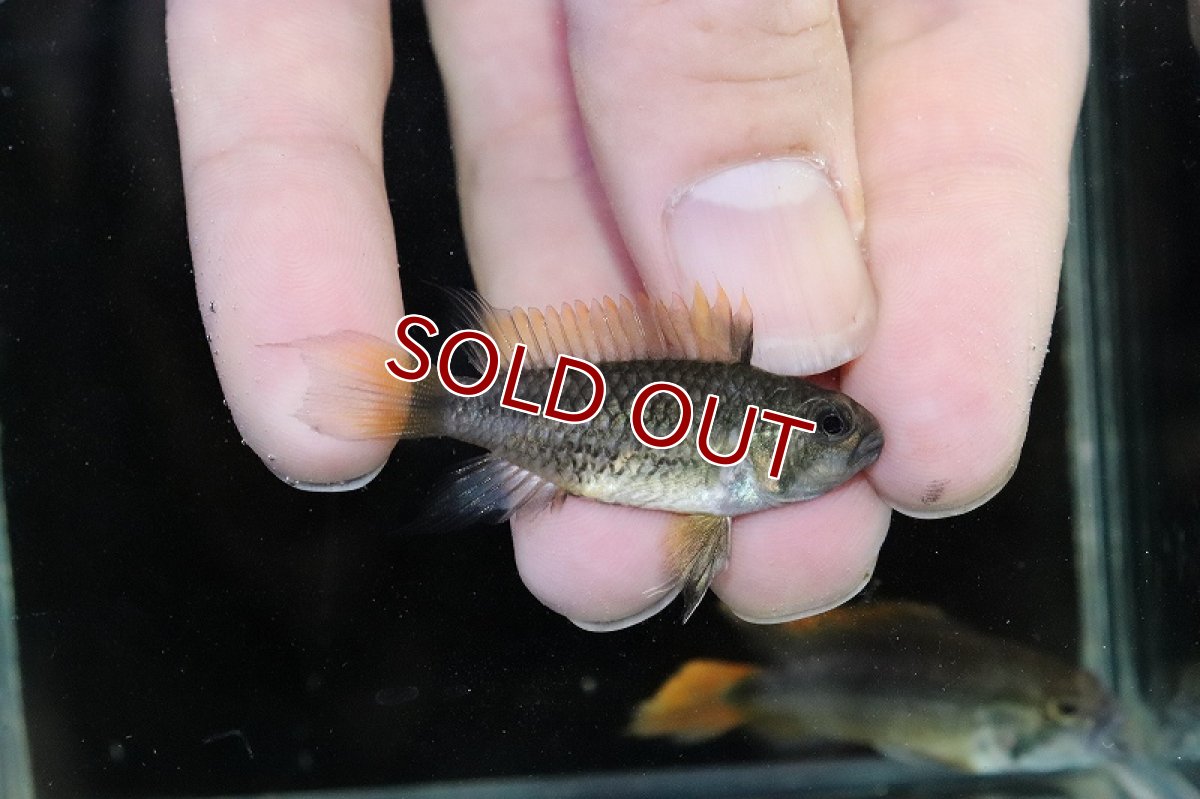 画像4: 【淡水魚】レア種 アピストグラマ カカトオイデス メガオレンジ【1ペア サンプル画像】(アピストグラマ)(生体)(熱帯魚)NKAP (4)