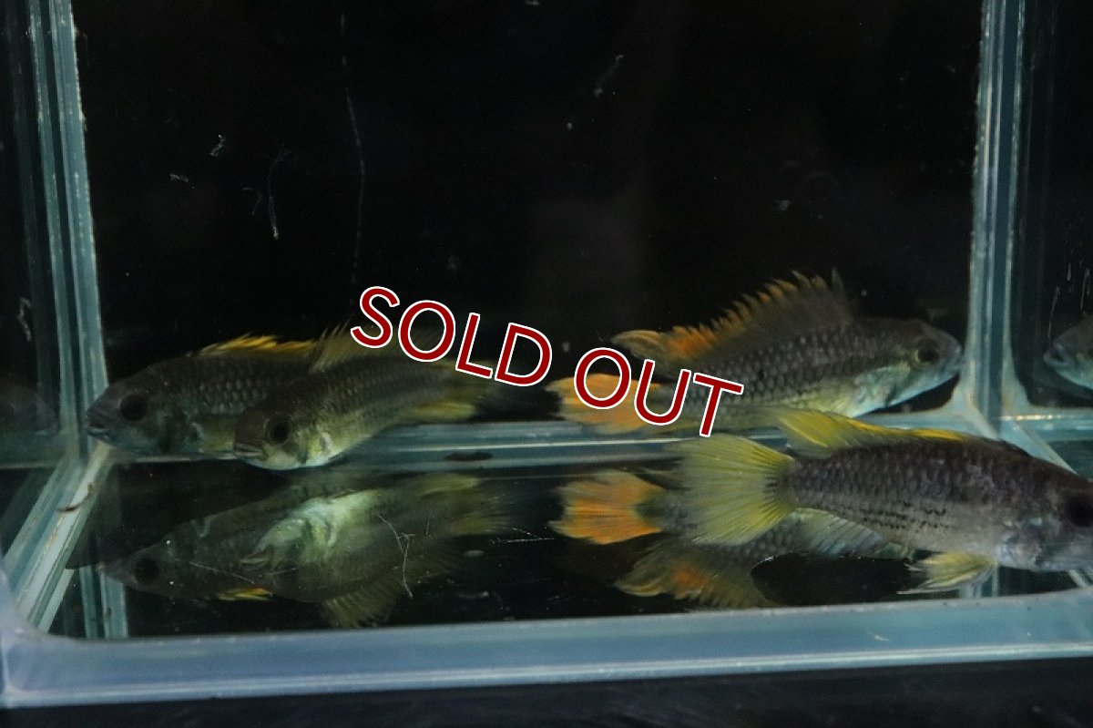 画像5: 【淡水魚】レア種 アピストグラマ カカトオイデス メガオレンジ【1ペア サンプル画像】(アピストグラマ)(生体)(熱帯魚)NKAP (5)