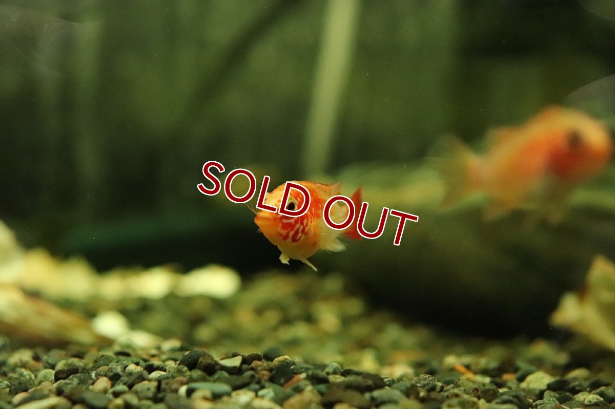 画像2: 【淡水魚】アピストグラマ ヴィエジタ ゴールドスーパーレッド【1ペア サンプル画像】(アピストグラマ)(生体)(熱帯魚)NKAP (2)