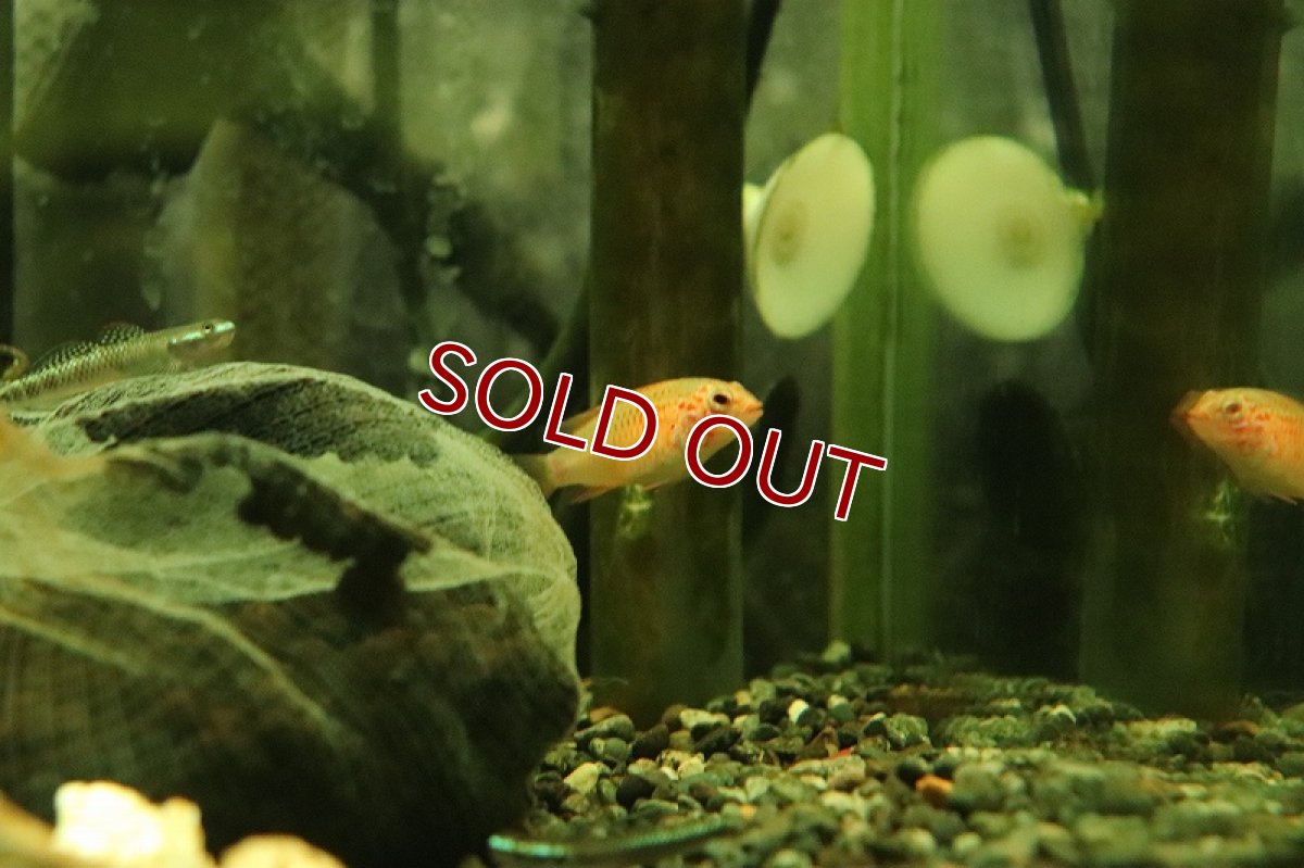 画像3: 【淡水魚】アピストグラマ ヴィエジタ ゴールドスーパーレッド【1ペア サンプル画像】(アピストグラマ)(生体)(熱帯魚)NKAP (3)