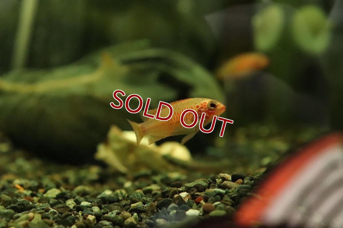 画像4: 【淡水魚】アピストグラマ ヴィエジタ ゴールドスーパーレッド【1ペア サンプル画像】(アピストグラマ)(生体)(熱帯魚)NKAP (4)