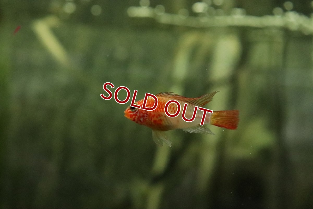 画像5: 【淡水魚】アピストグラマ ヴィエジタ ゴールドスーパーレッド【1ペア サンプル画像】(アピストグラマ)(生体)(熱帯魚)NKAP (5)