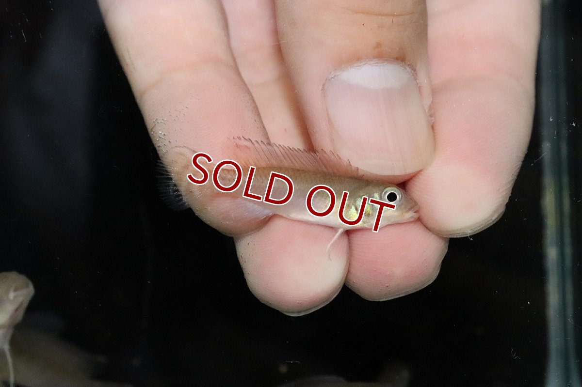 画像2: 【淡水魚】爆安 ナノクロミス パリルス【1匹 サンプル画像】（シクリッド）（生体）（熱帯魚）NKAP (2)