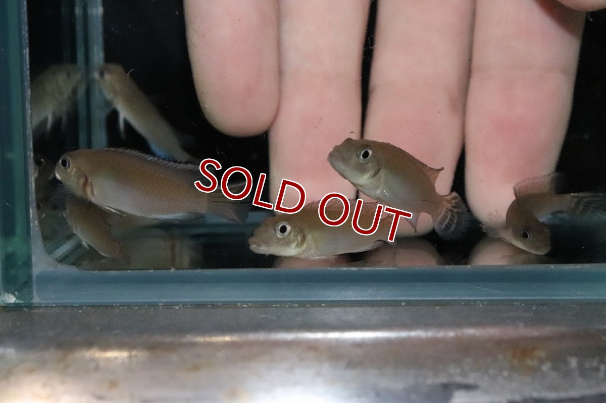 画像3: 【淡水魚】爆安 ナノクロミス パリルス【1匹 サンプル画像】（シクリッド）（生体）（熱帯魚）NKAP (3)