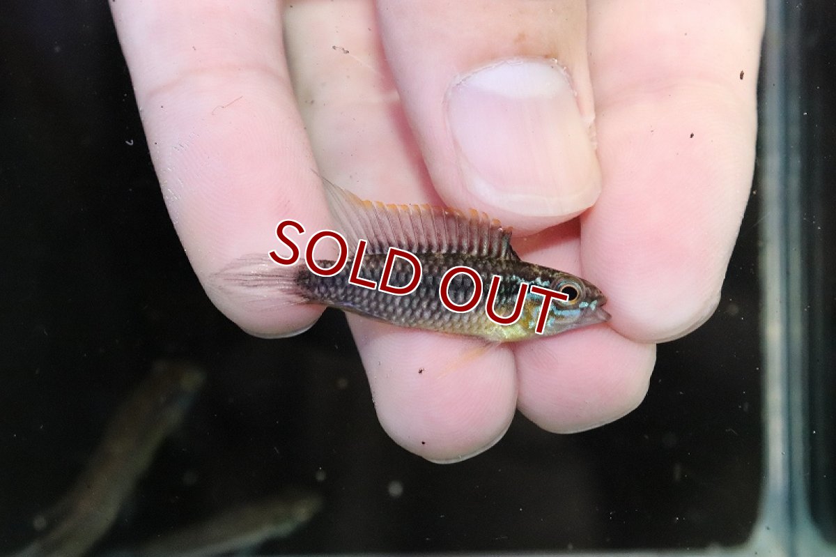 画像3: 【淡水魚】爆安 アピストグラマ アガシジィ リオマディラ産【1匹 サンプル画像】（アピストグラマ）（生体）（熱帯魚）NKAP (3)