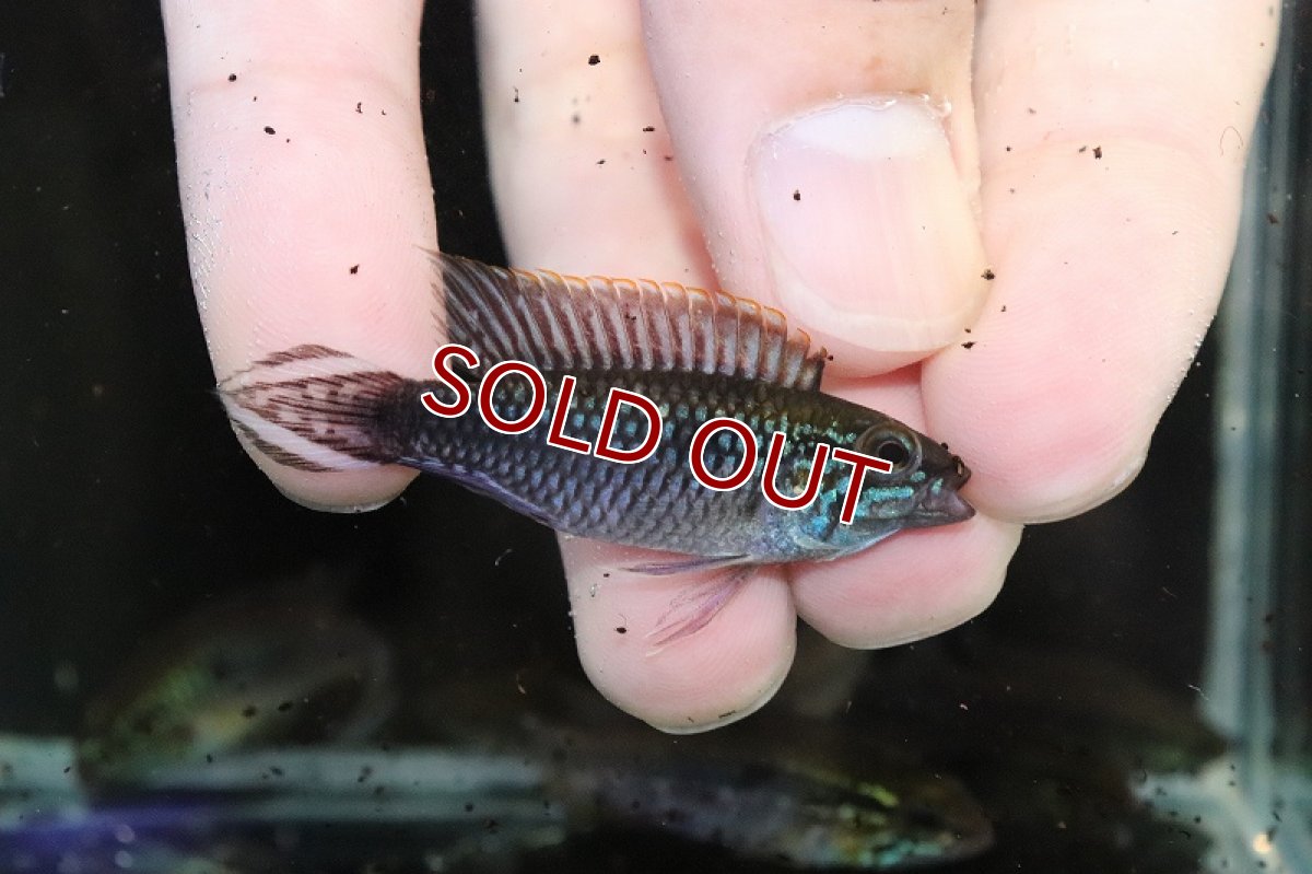 画像2: 【淡水魚】爆安 アピストグラマ アガシジィ パウザウ産【1匹 サンプル画像】（アピストグラマ）（生体）（熱帯魚）NKAP (2)