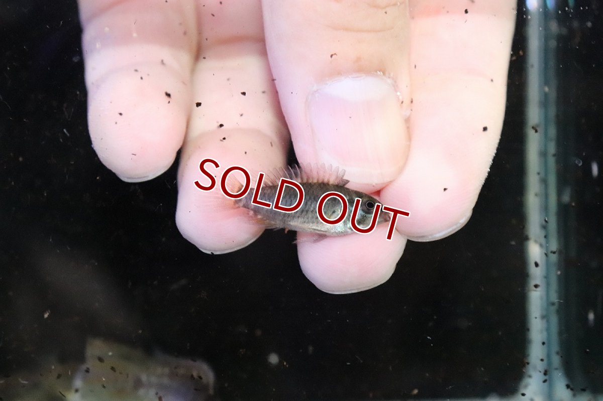 画像2: 【淡水魚】爆安 アピストグラマ sp アルトタピチェ【1匹 サンプル画像】（アピストグラマ）（生体）（熱帯魚）NKAP (2)