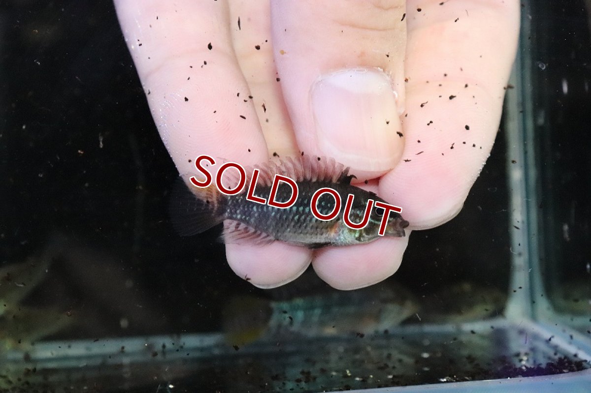 画像3: 【淡水魚】爆安 アピストグラマ sp アルトタピチェ【1匹 サンプル画像】（アピストグラマ）（生体）（熱帯魚）NKAP (3)