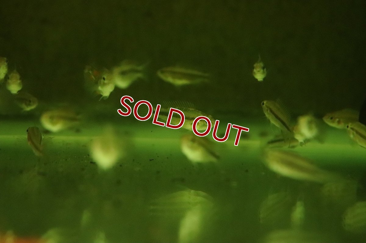 画像2: 【淡水魚】【通販】激安 アピストグラマ カカトイデス ダブルレッド【1匹 サンプル画像】（アピストグラマ）（生体）（熱帯魚）NKAP (2)