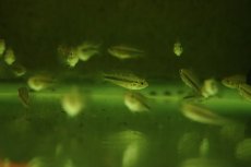 画像2: 【淡水魚】【通販】激安 アピストグラマ カカトイデス ダブルレッド【1匹 サンプル画像】（アピストグラマ）（生体）（熱帯魚）NKAP (2)