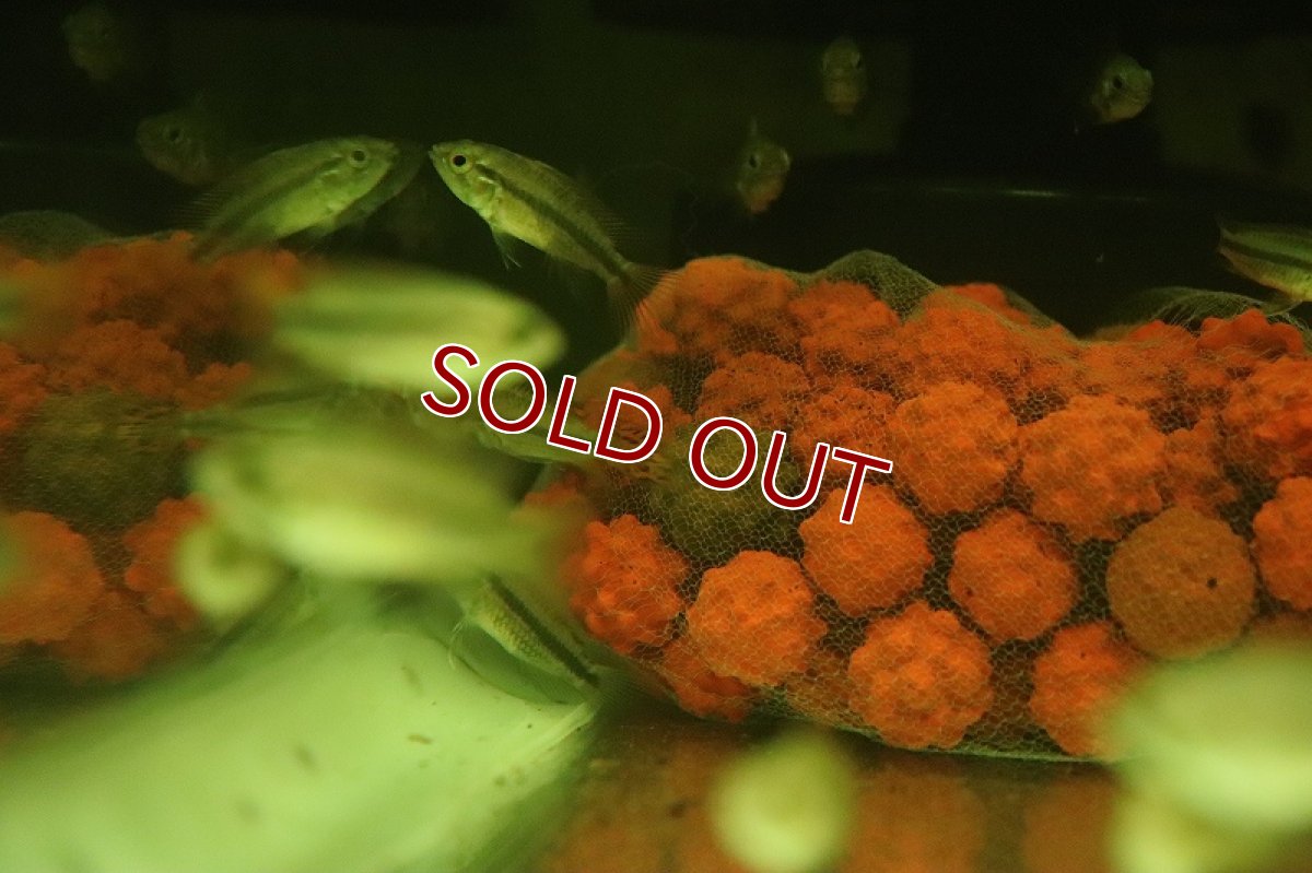 画像3: 【淡水魚】【通販】激安 アピストグラマ カカトイデス ダブルレッド【1匹 サンプル画像】（アピストグラマ）（生体）（熱帯魚）NKAP (3)