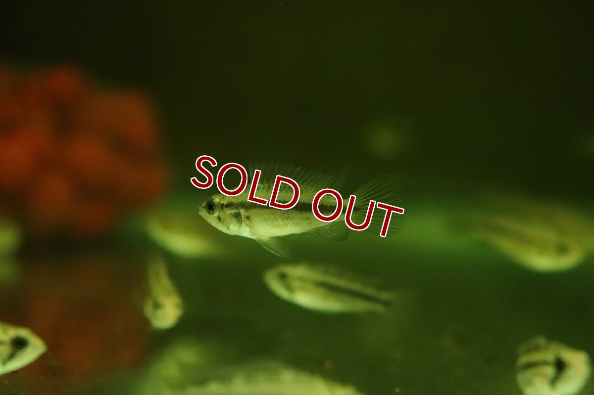 画像4: 【淡水魚】【通販】激安 アピストグラマ カカトイデス ダブルレッド【1匹 サンプル画像】（アピストグラマ）（生体）（熱帯魚）NKAP (4)