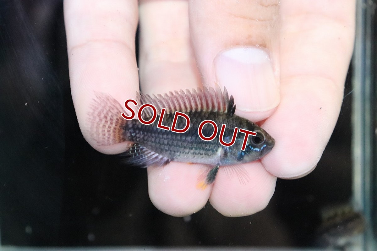 画像2: 【淡水魚】爆安 アピストグラマ cf サルピンクション カレイロ産【1匹 サンプル画像】（アピストグラマ）（生体）（熱帯魚）NKAP (2)