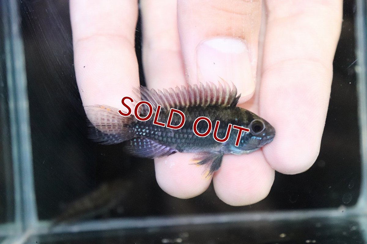 画像3: 【淡水魚】爆安 アピストグラマ cf サルピンクション カレイロ産【1匹 サンプル画像】（アピストグラマ）（生体）（熱帯魚）NKAP (3)